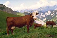 Une vache Abondance dans un paturage au milieu des montagnes des Alpes 